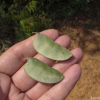 Lablab purpureus (L.) Sweet